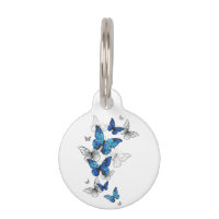 Morfo de las mariposas voladoras azules