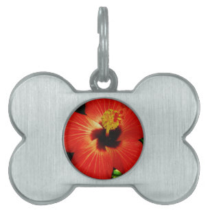 Placa Para Mascotas Naranja rojo brillante Hibiscus Flower