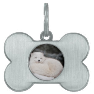Placa Para Mascotas nieve invierno hielo hielo hielo hielo Arcadio Fox