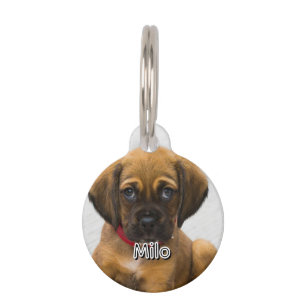 Placa Para Mascotas Nombre y dirección del mascota