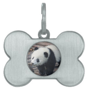 Placa Para Mascotas oso panda osos personalizado aniversarios personal