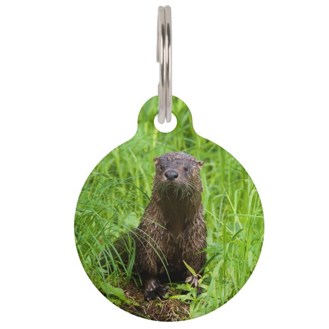 Placa Para Mascotas Otter fluvial inteligente (Anverso)