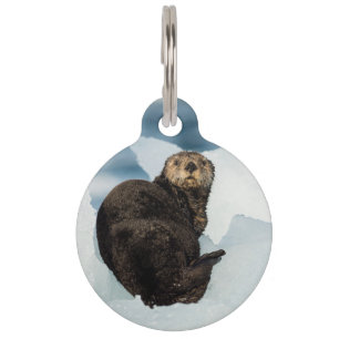 Placa Para Mascotas Otter marino de reposo