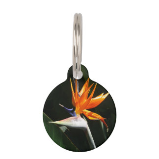 Placa Para Mascotas Pájaro del Naranja del paraíso Flor tropical