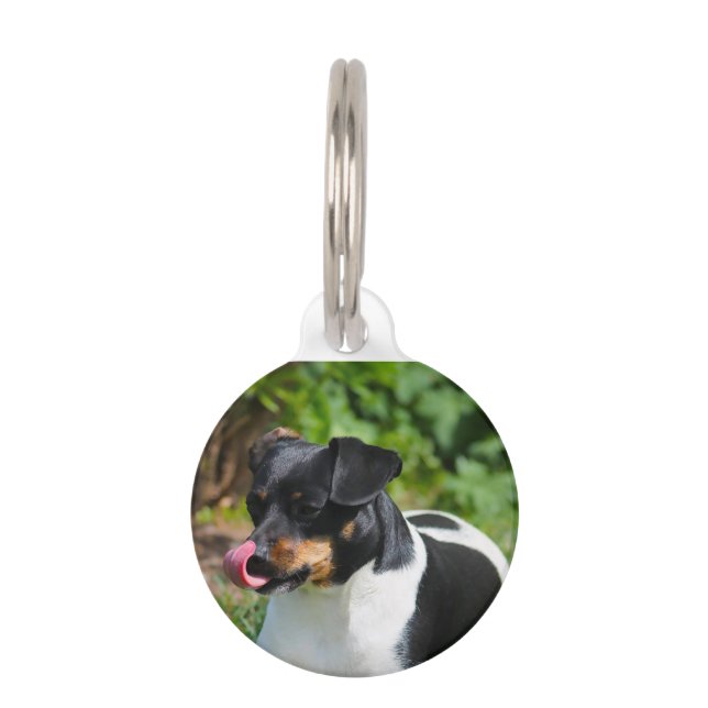 Placa Para Mascotas Parson Russell Terrier. (Anverso)