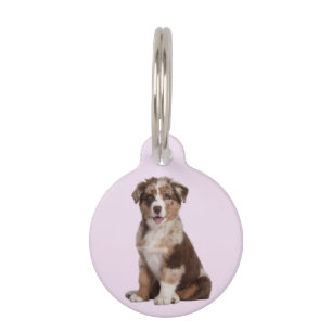 Placa Para Mascotas Pastor Australiano  