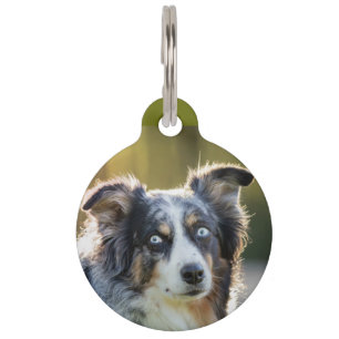Placa Para Mascotas pastor australiano blue merle qué hiciste