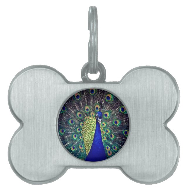 Placa Para Mascotas Peacock azul cobalto (Frente)
