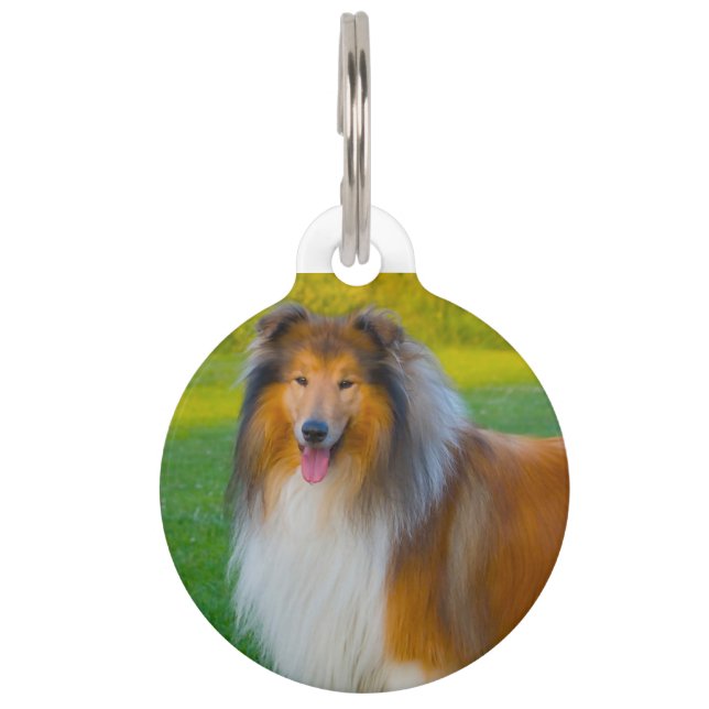 Placa Para Mascotas Perro Collie. (Anverso)