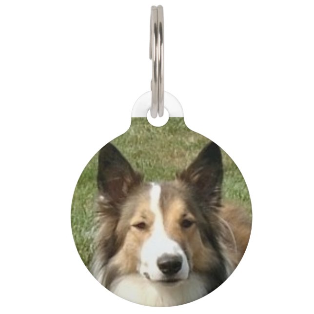 Placa Para Mascotas Perro Collie escocés. (Anverso)