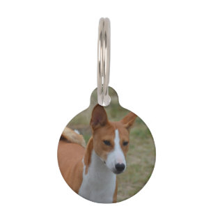 Placa Para Mascotas Perro de Basenji que sorprende
