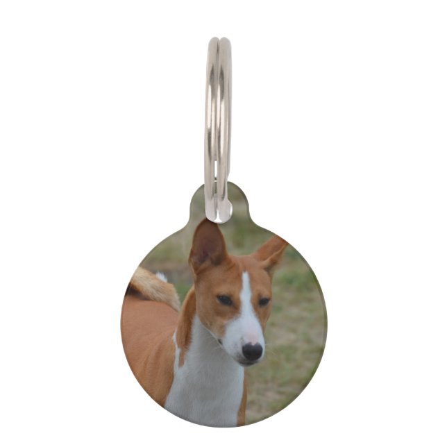 Placa Para Mascotas Perro de Basenji que sorprende (Anverso)