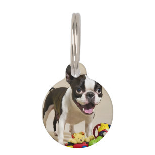 Placa Para Mascotas Perro de Boston Terrier jugando con juguetes