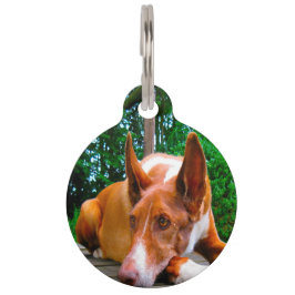 Placa Para Mascotas Perro de caza faraónico.