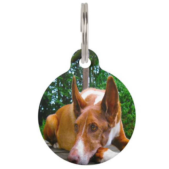 Placa Para Mascotas Perro de caza faraónico. (Anverso)