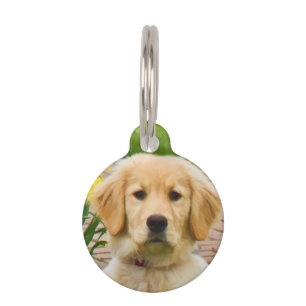 Placa Para Mascotas Perro de Golden Retriever