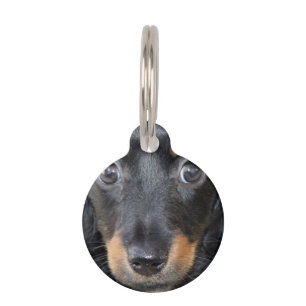 Placa Para Mascotas Perro de perrito del Dachshund