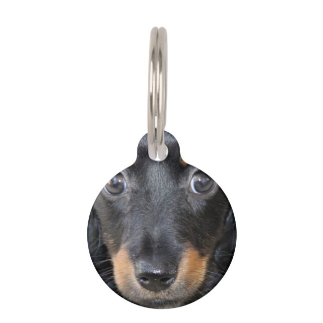 Placa Para Mascotas Perro de perrito del Dachshund (Anverso)