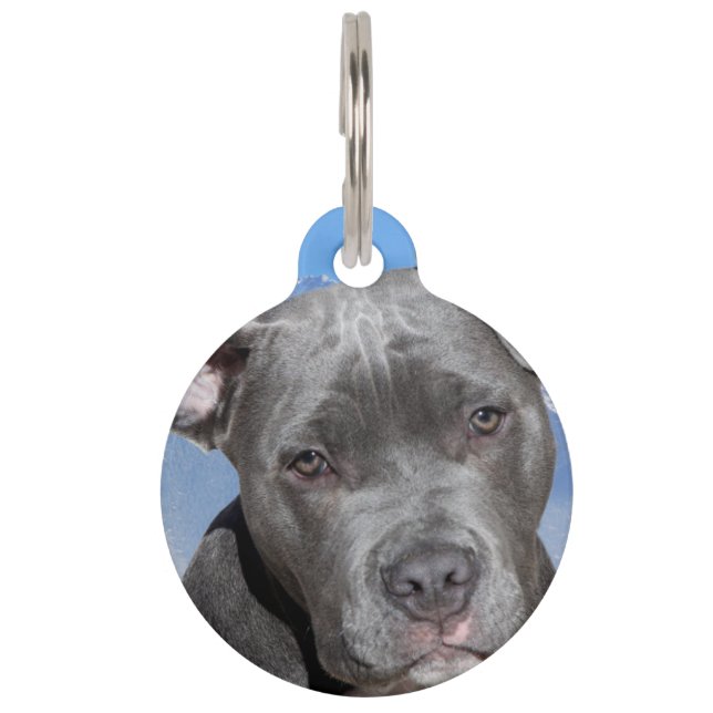 Placa Para Mascotas Perro de Pit Bull Terrier. (Anverso)