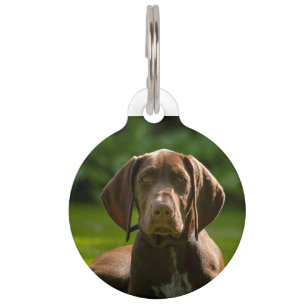 Placa Para Mascotas Perro de puntero alemán.