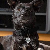 Perro del Groom | Perro en Boda