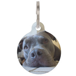 Placa Para Mascotas Perro Editable de Brown Pitbull