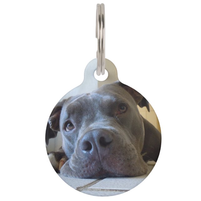 Placa Para Mascotas Perro Editable de Brown Pitbull (Anverso)
