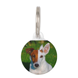 Placa Para Mascotas Perro Fox Terrier.
