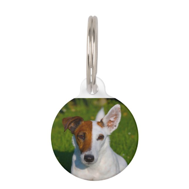 Placa Para Mascotas Perro Fox Terrier. (Anverso)