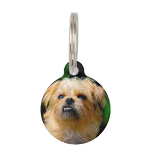 Placa Para Mascotas Perro Griffon
