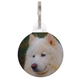 Placa Para Mascotas Perro Husky Samoyed.