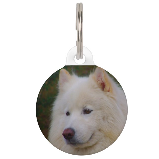 Placa Para Mascotas Perro Husky Samoyed. (Anverso)