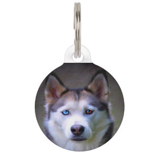 Placa Para Mascotas Perro Husky Siberiano.