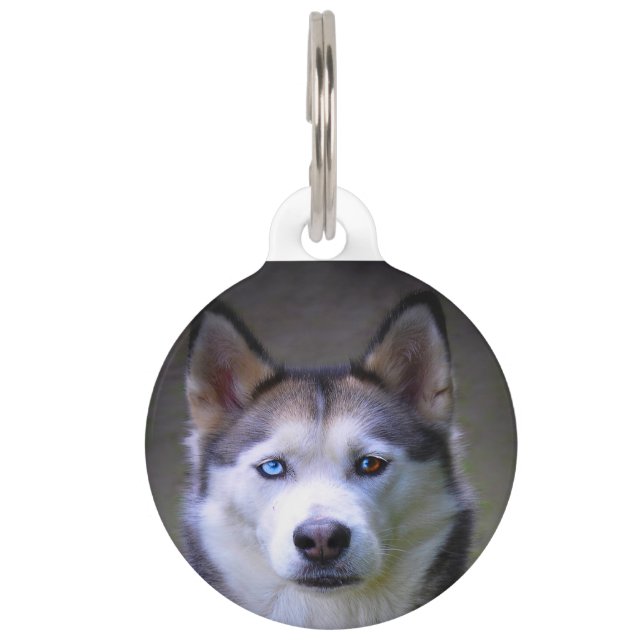 Placa Para Mascotas Perro Husky Siberiano. (Anverso)