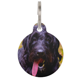 Placa Para Mascotas Perro Labradoodle.