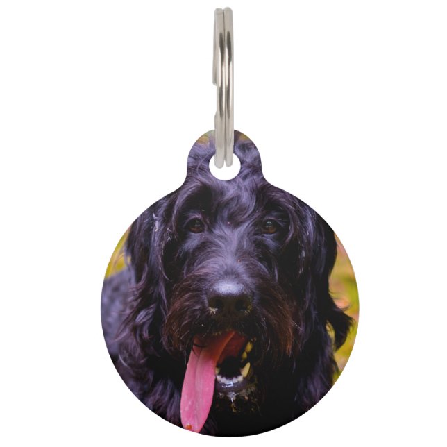 Placa Para Mascotas Perro Labradoodle. (Anverso)