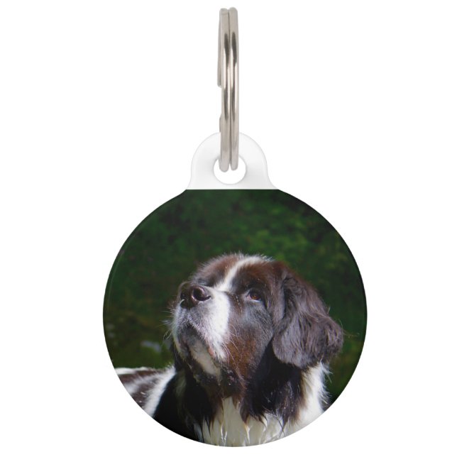 Placa Para Mascotas Perro Landseer. (Anverso)
