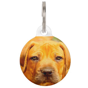 Placa Para Mascotas Perro Mastín Inglés.