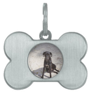 Placa Para Mascotas Perro negro con ojo malvado