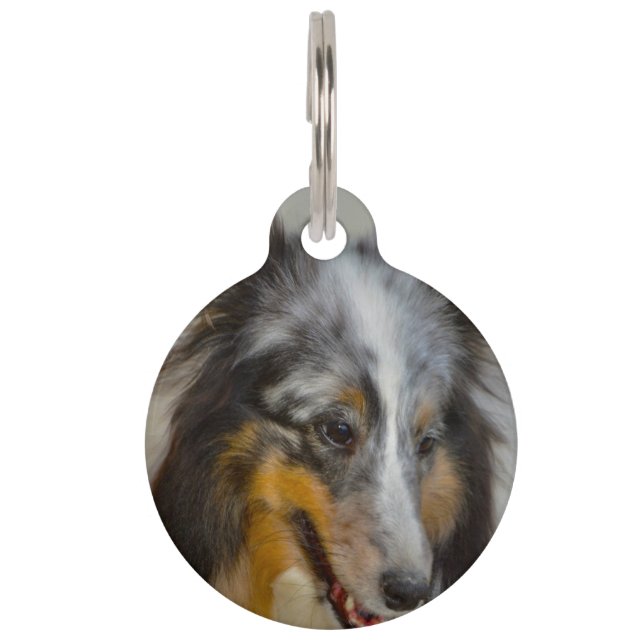 Placa Para Mascotas Perro ovino de Shetland. (Anverso)