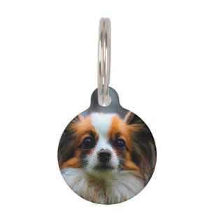 Placa Para Mascotas Perro Papillon.