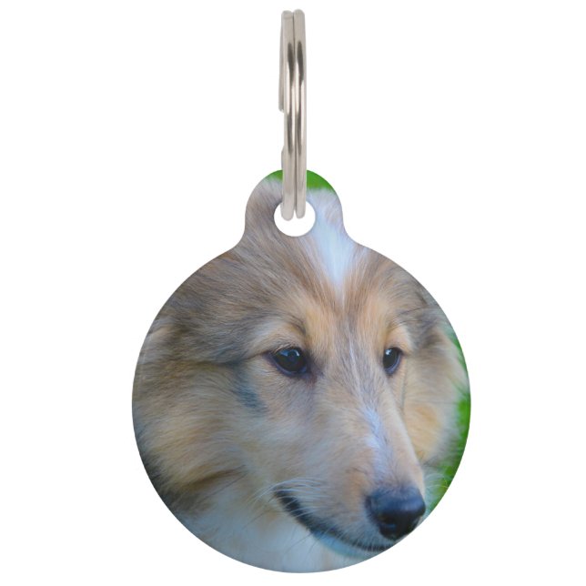 Placa Para Mascotas Perro pastor de Shetland. (Anverso)