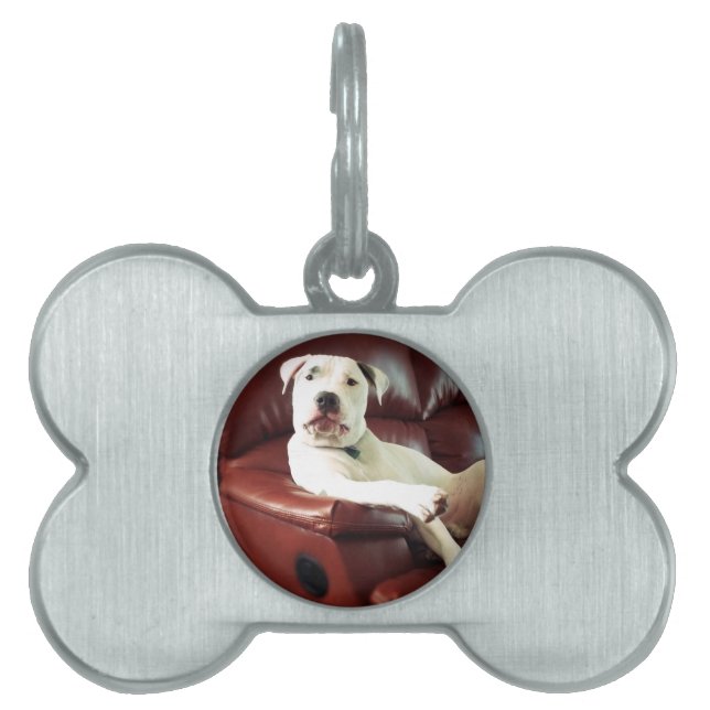 Placa Para Mascotas perro pit bull blanco divertido en el sofá (Frente)