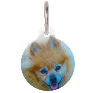 Placa Para Mascotas Perro Pomerania.