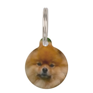 Placa Para Mascotas Perro Pomerania Spitz Enano.