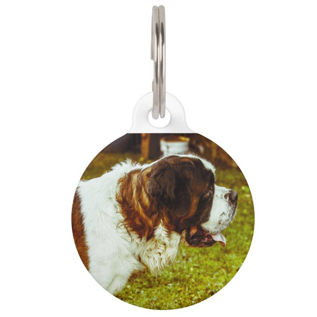 Placa Para Mascotas Perro San Bernardo. (Anverso)