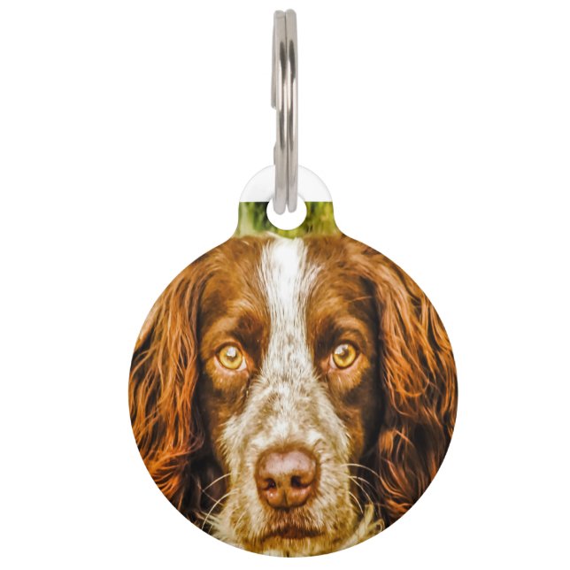 Placa Para Mascotas Perro Springer Spaniel. (Anverso)