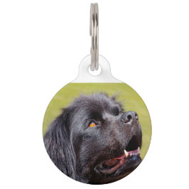 Placa Para Mascotas Perro Terranova.