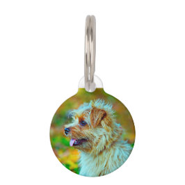 Placa Para Mascotas Perro terrier Norfolk.