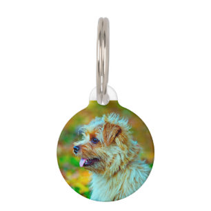 Placa Para Mascotas Perro terrier Norfolk.